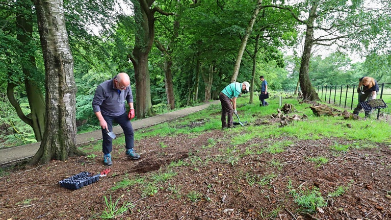 Four volunteers with shovels planting wild flowers in Chapel Woods at Quarry Bank Mill, Cheshire